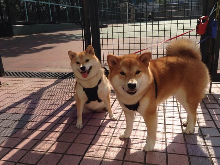 国家队备战科学性不足