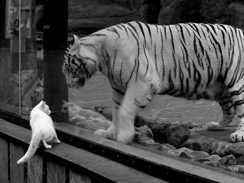 女篮世界杯中国队强势晋级四强，女篮世界杯中国队成绩